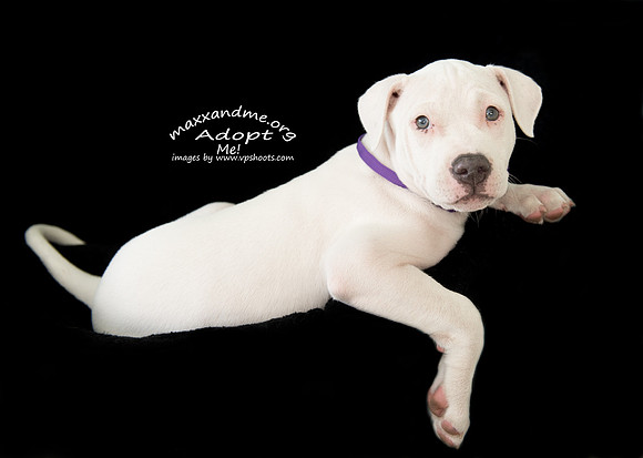Maxx and Me Pet Rescue