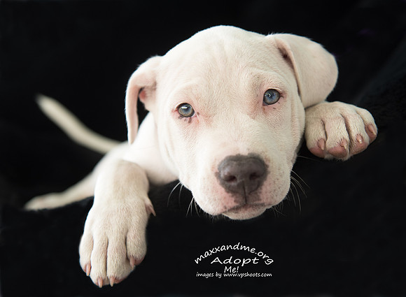 White Pit Mix puppy