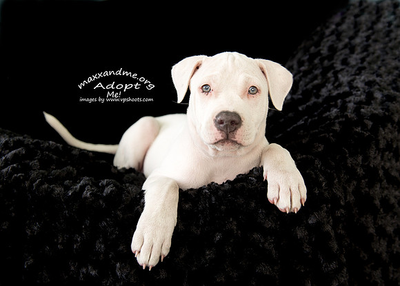 White puppy on black background