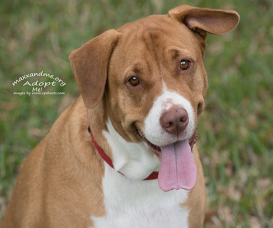 Maxx and Me Pet Rescue