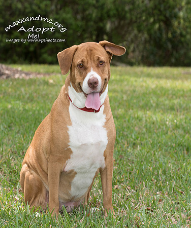 Maxx and Me Pet Rescue