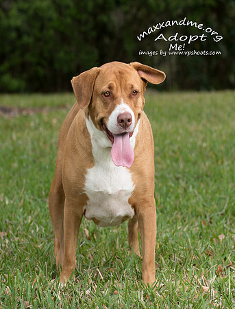 Maxx and Me Pet Rescue