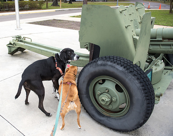 Dogs with military tank gun