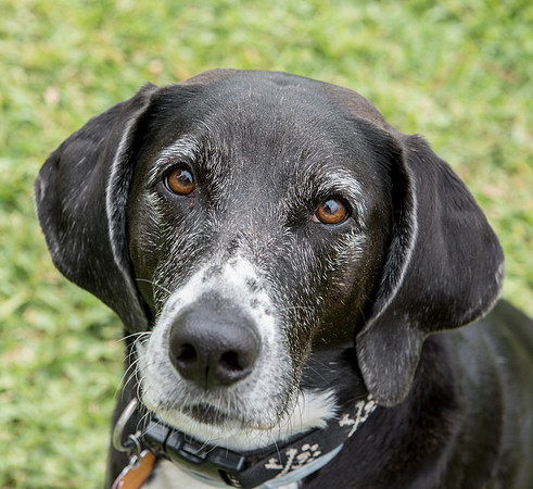 Dog face portrait framed with grass background