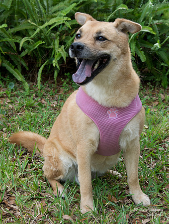 Bella - Female - adopted