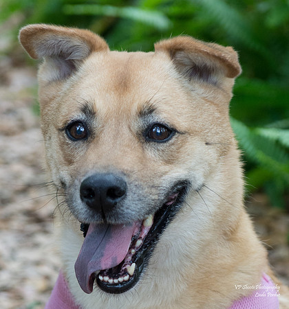 Bella - Female - adopted