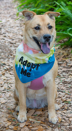 Bella - Female - adopted