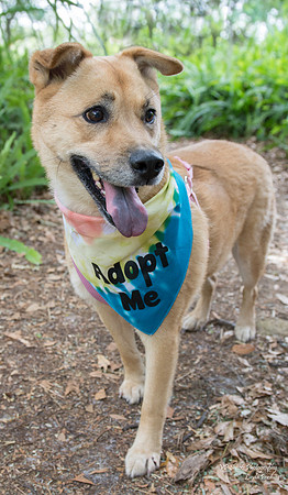 Bella - Female - adopted