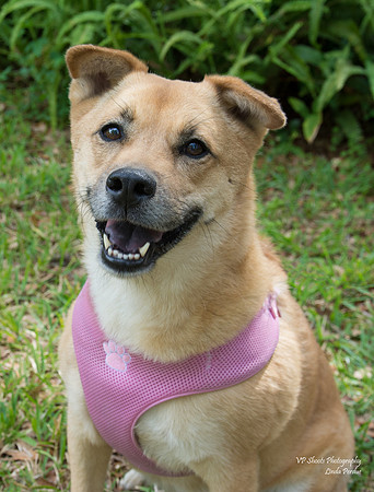 Bella - Female - adopted