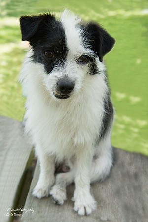 Speedy - male - adopted