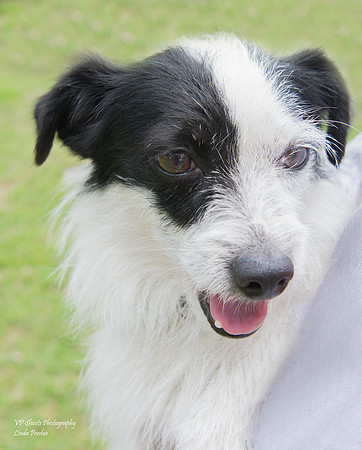 Speedy - male - adopted