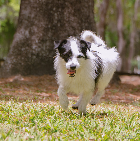 Speedy - male - adopted