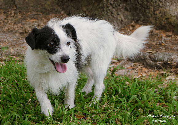 Speedy - male - adopted