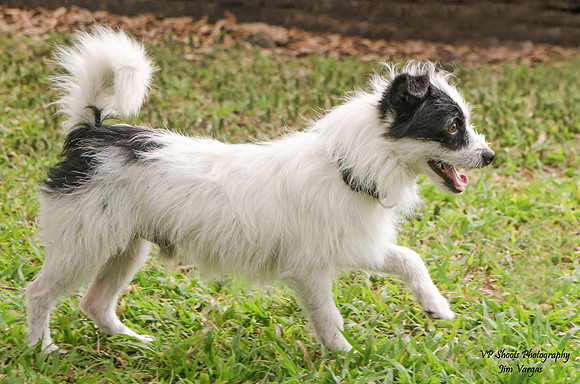 Speedy - male - adopted