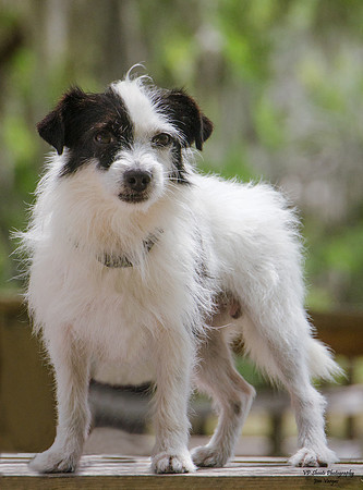 Speedy - male - adopted