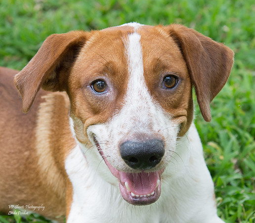 Jasper - male - adopted