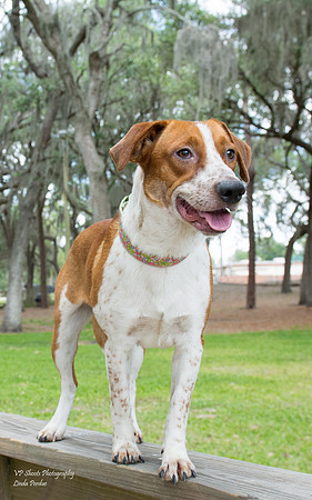 Jasper - male- adopted
