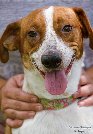 Jasper - male - adopted