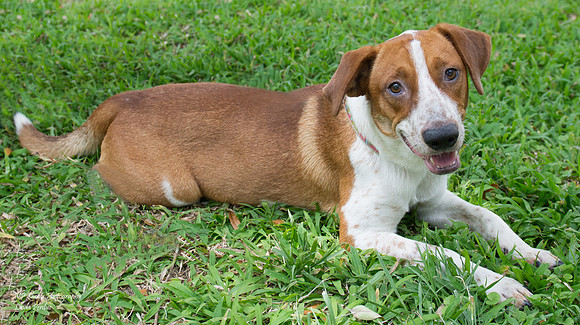 Jasper - male - adopted