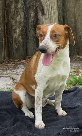 Jasper - male - adopted