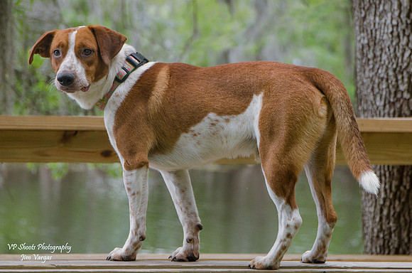 Jasper - male - adopted