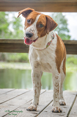 Jasper - male - adopted
