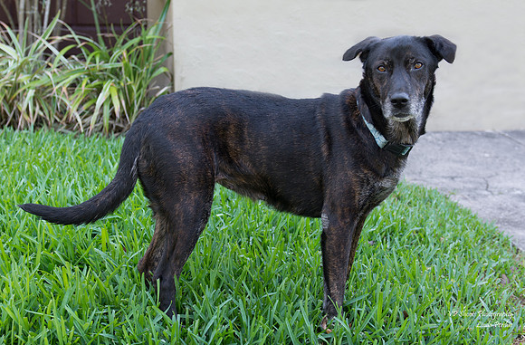 Jewel - female - adopted
