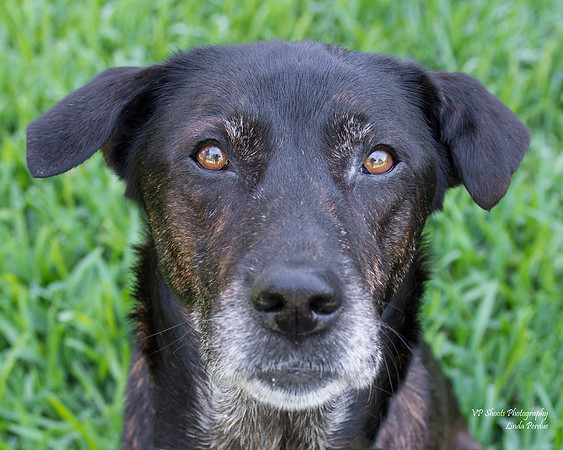 Jewel - female - adopted