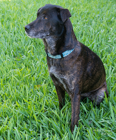 Jewel - female - adopted