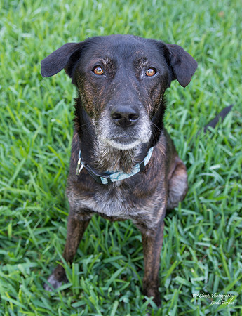 Jewel - female - adopted