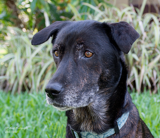 Jewel - female - adopted