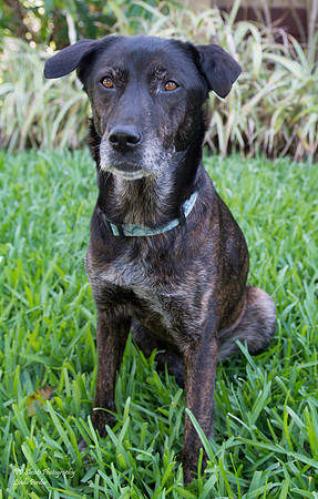 Jewel - female - adopted