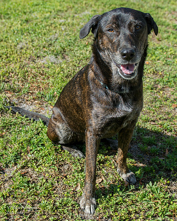 Jewel - female - adopted