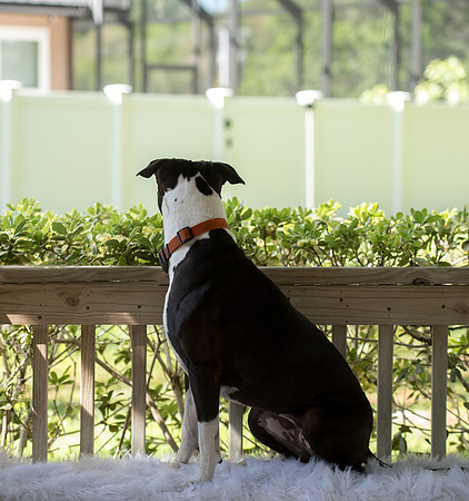 Back of blue nose pit bull on bench
