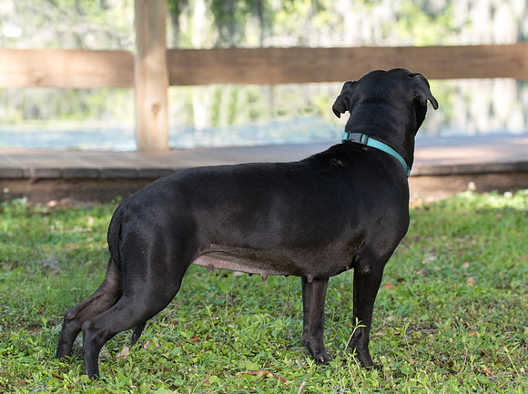 Timid black lab mix dog