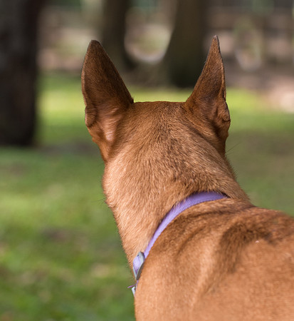 Back of dog head with straight ears
