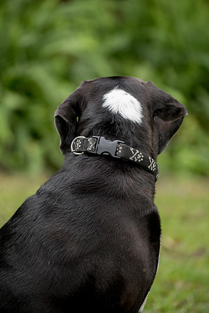 White spot on black dog head
