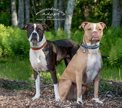 Pit bull dogs
