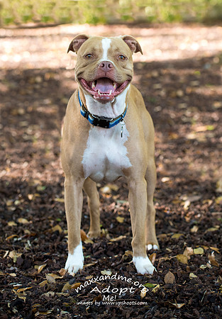 Red nose pit bull - Maxx and Me Pet Rescue