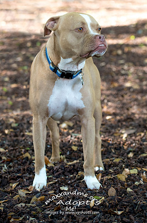 Red nose pit bull - Maxx and Me Pet Rescue