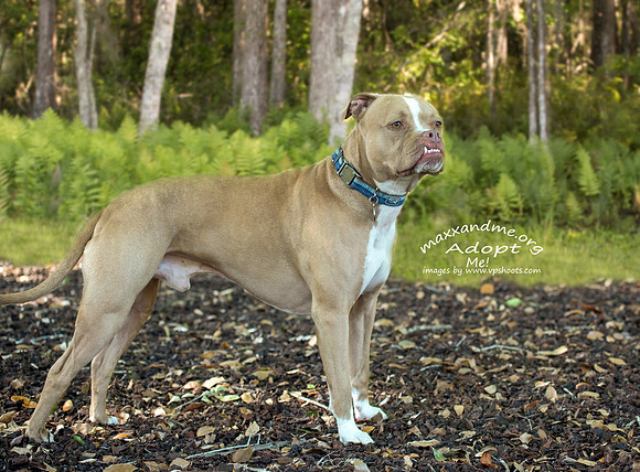 Chubbs, red nose pit bull
