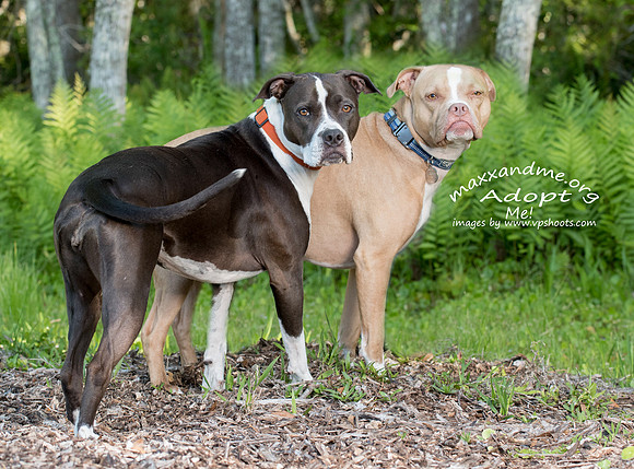 Sadie and Chubbs, bonded pair of pit bulls