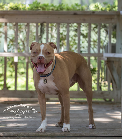 Red nose pit bull - Maxx and Me Pet Rescue