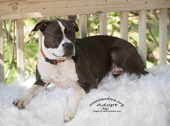 Blue nose pit bull - Maxx and Me Pet Rescue