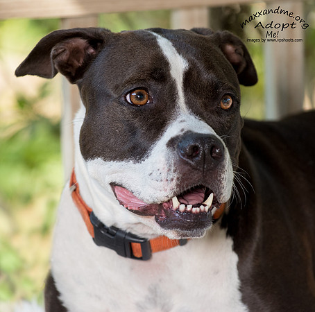 Blue nose pit bull - Maxx and Me Pet Rescue