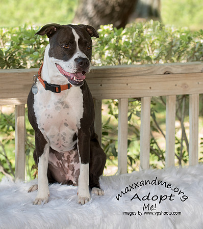 Maxx and Me Pet Rescue