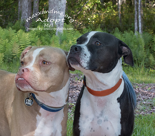 Pit bull bonded pair Maxx and Me Pet Rescue