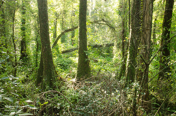 Woodlands on Eureka Springs Park boardwalk