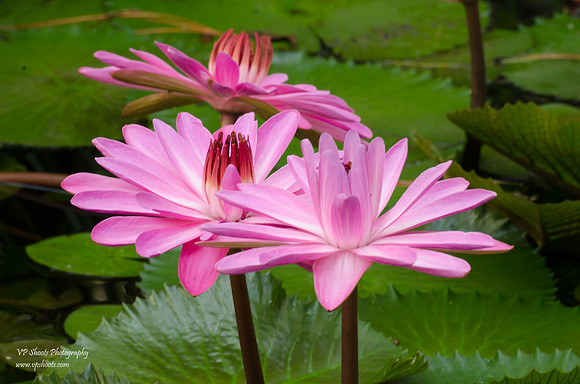Flowers at Eureka Springs Park
