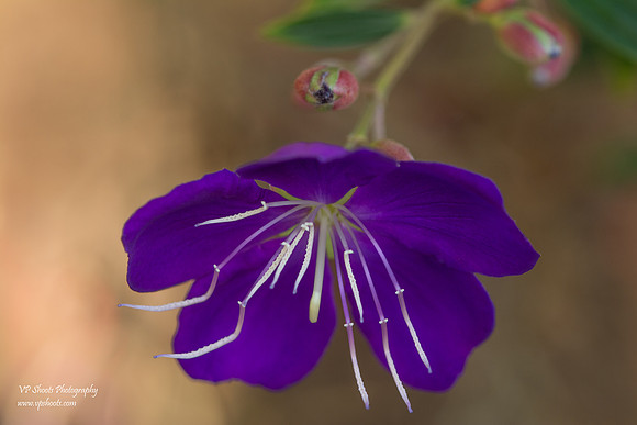 Eureka Springs Park flowers